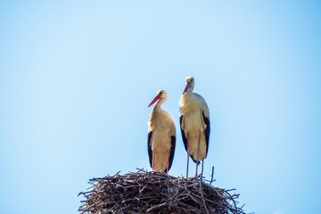 stork returning to their nests in the spring months, the stork's nest, the two storks. Czech Republic