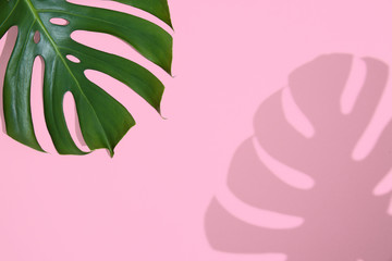 Wall Mural - Green tropical monstera leaf and shadow on abstract pastel pink background