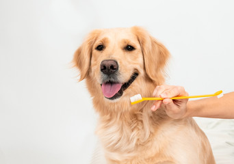 Wall Mural - Female hands hold a muzzle and a toothbrush. Woman brushing teeth a golden retriever dog with toothbrush at home. Pets dental hygiene concept