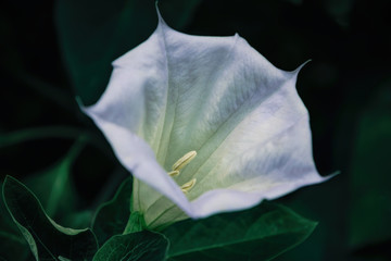 Sticker - White Datura flower lily in a summer fresh garden