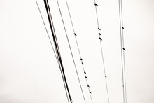 Small Black Birds Sitting On Electrical Wires With Cloudy Skies Above Them.