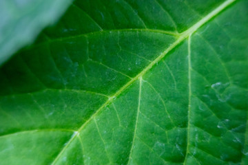 green leaf macro close up