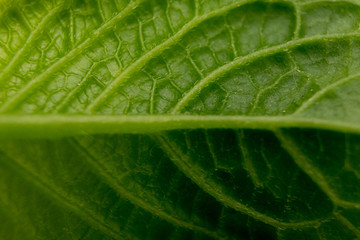 green leaf macro close up back