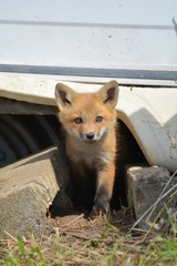 Poster - Baby red fox cub