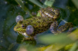 One pool frog (Pelophylax lessonae) with vocal sacs in the pond in Lausanne, Switzerland.