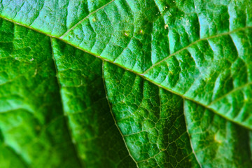 texture of the cherry tree leaf macro color