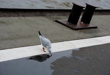 High Angle View Of Seagull Perching By Puddle On Street
