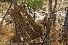 Goat Jumping From Broken Gate At Animal Pen
