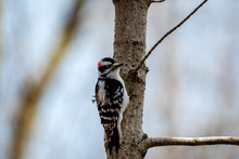 Downy Woodpecker In The City Park 