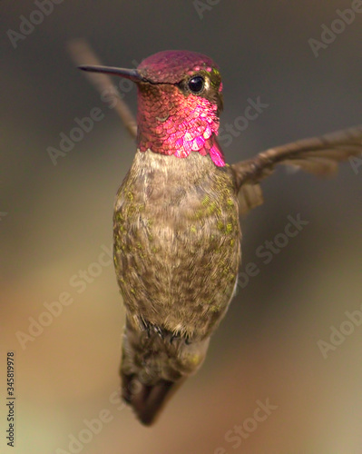 Obraz Dibond Close-up Of Bird