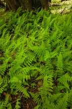 Ferns Grow Thick At The Base Of The Cedar Trees In Early June Within The Moist, Shaded Areas Within The Woods At Harrington Beach State Park, Belgium, Wisconsin