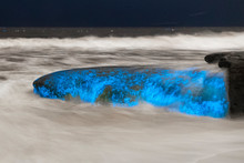 Bioluminescent Tide In San Diego In April And May Of 2020 Make The Water And Rocks Glow Blue At Night.