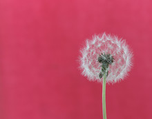 Dandelion Seeds On Pink Background