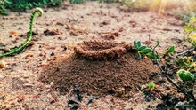 Ant Hill In Dirt