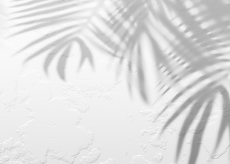 Wall Mural - White gray grunge cement texture wall leaf plant shadow background.Summer tropical travel beach with minimal concept. Flat lay palm nature.