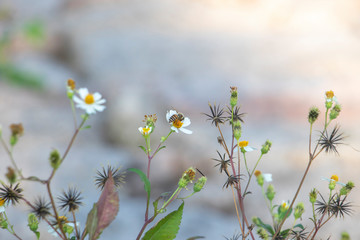 Wall Mural - The industrious little bees are gathering honey on the flowers