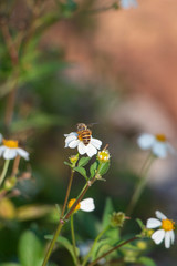 Wall Mural - The industrious little bees are gathering honey on the flowers