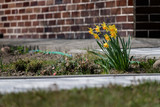 Fototapeta Dmuchawce - Narcissus flowers growing outside the house.