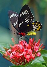  Butterfly Sat Upon A Flower