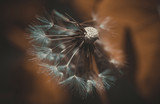 Fototapeta Dmuchawce - White fluffy dandelions, natural green blurred spring background, selective focus.