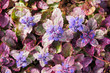 Burgundy glow ajuga reptans or blue bugle plant