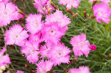 dianthus gratianopolitanus or cheddar pink flowers