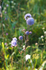 Wall Mural - Knautia arvensis or field scabious violet flowers in garden vertical