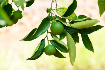 Wall Mural - Lemon tree. Branch with fresh green lemons with drop of water after rain, leaves and flowers. Citrus garden in Sicily, Italy.