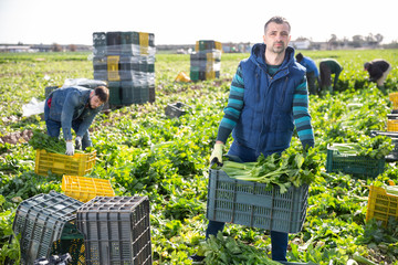 Wall Mural - Man carrying crate with celery