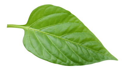 Wall Mural - pepper leaf isolated on a white background with clipping path.