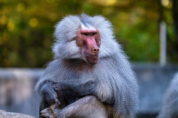 The hamadryas baboon, Papio hamadryas is a species of baboon