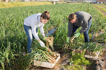 Wall Mural - Farm couple picking green onions