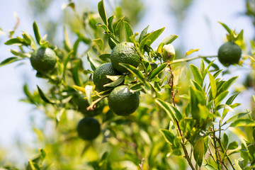 Wall Mural - Tangerin tree grows. Branch with fresh green oranges, sunny day. Citrus garden in Sicily, Italy.