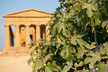 Wall Mural - Valley of the Temples (Valle dei Templi), an ancient Greek Temple built in the 5th century BC with a winery tree in the foreground, Agrigento, Sicily. Famous tourist attraction in Italy. 