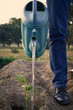Adult man watering his organic garden