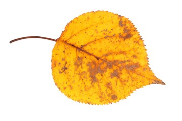 Wall Mural - autumn leaf on white
