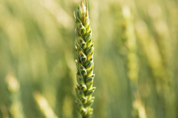 close-up of young wheat on the field background