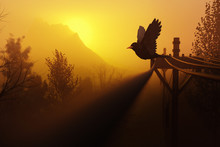 Morning Has Broken, Black Bird Flying Off Electric Pole At Sunrise. 3D Illustration