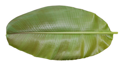 banana leaf isolated on white background