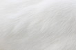 © Mark Castiglia - Pure white cat fur macro view