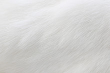 Pure White Cat Fur Macro View