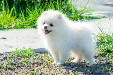  Little Spitz puppy white color in nature, dog in the country