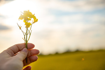 Wall Mural - Rapeseed field and hand with flower on blue sky and clouds background