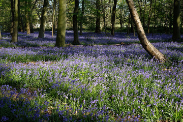 Wall Mural - Beatiful medow during bluebells seson in the UK