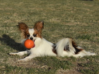 A dog holds a toy in its mouth.