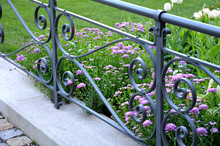 Iberis Umbellata Decorative Fence From A Blacksmith Work Gray In The Background Of A Pink Plant Densely Bushy Herb It Is Most Often Grown In Various Shades Of Red-purple, But Also White