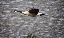 Canada Goose With Wildlife Tracking Tag Flying Over Lake