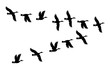 Flock of duck birds. Vector silhouette image.