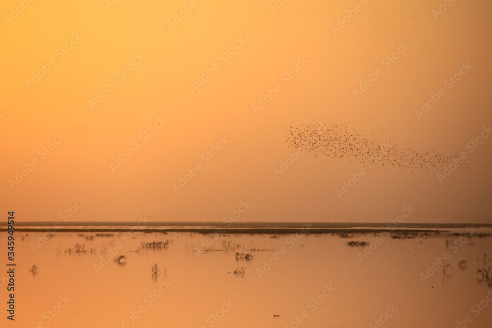 Malowniczy zachód słońca na spokojnej rzece Niger w afryce z szuwarami i przelatującymi ptakami - obrazy, fototapety, plakaty 