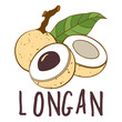 Vector logo of longan fruit isolated on white background. Botanical illustration for menu, market, label, juice packaging design.
